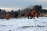 Naše koňské stádečko - prosinec 2012