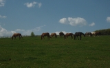 Pastviny - květen 2012