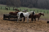 Koně na Q ranči