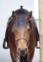 SCHUMI