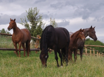 Koně a zvířátka na ranči