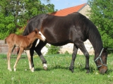 Tři dny po narození s Dolly venku_květen 2009 Tři dny po narození s Dolly venku_květen 2009