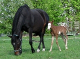 Buck s mamkou Dolčou_květen 2009