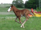 Buck plnokrevníka nezapře :) Buck plnokrevníka nezapře :)