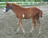 Buck na jízdárně_srpen 2009 Buck na jízdárně_srpen 2009