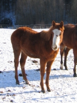 Buck_leden 2010 Buck_leden 2010
