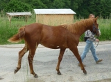 Buck a Helča na procházce_červen 2010