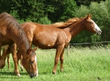 Buck_milý pohodář_červen 2010 Buck_milý pohodář_červen 2010