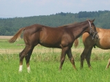 Ron_II_srpen 2009 Ron_II_srpen 2009