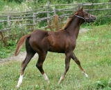 Ron_III_srpen 2009 Ron_III_srpen 2009