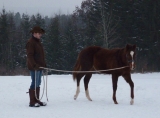 Práce ze země_lonžování_únor 2009 Práce ze země_lonžování_únor 2009