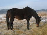 Dolly v zimě - leden 2009 Dolly v zimě - leden 2009