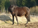 Dolly_březen 2010 Dolly_březen 2010