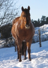 Můj sněžný koník - leden 2010