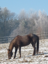 Rowdy_30.12.2010 Rowdy_30.12.2010