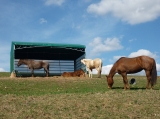 Rowdy, Aprilka, Sugar a TZ - krásné jarní odpoledne